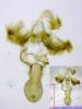 Oligia sp.